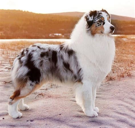 Pin by Maria Daugbjerg (3) on Animals 2 | Australian shepherd blue ...