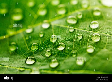 Water drop on green leaf macro Stock Photo - Alamy