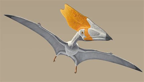 Pterosaur first fliers - Business Insider