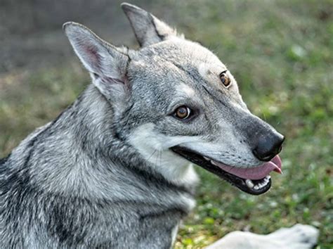 Saarloos Wolfdog - Ultimate Guide (Personality, Trainability, Health etc.)