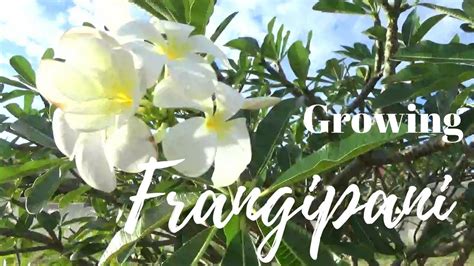 Frangipani Tree - YouTube