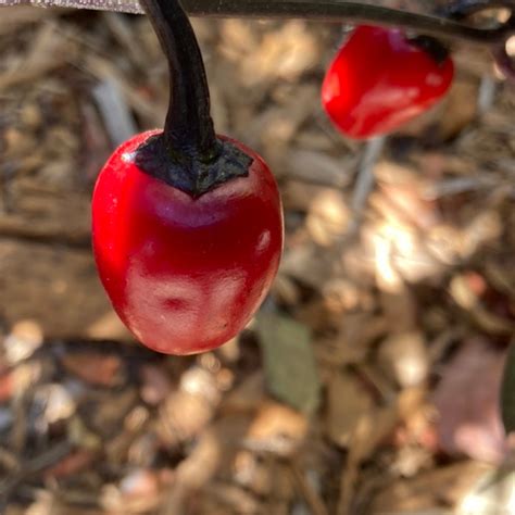 Black Cherry Bomb Pepper Live Plant | Tyler Farms