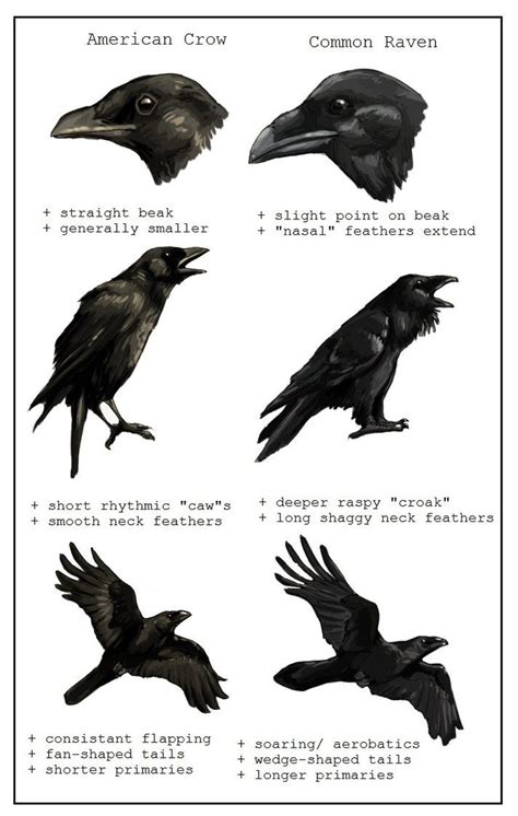 Birth Totem - Raven or Crow | Native American Astrology