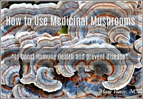 A Guide to Medicinal Mushrooms - Mary Vance, NC