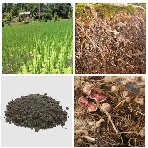 Important Biofertilizers and their usage in different crops