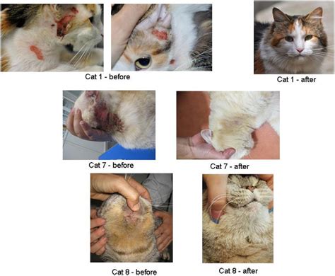 Cat Miliary Dermatitis