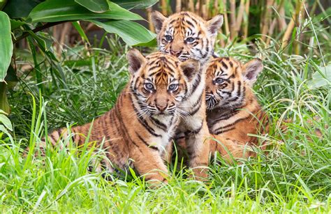 3 Sumatran tiger cubs explore jungle habitat in Sydney zoo - Business ...