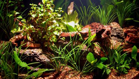 The Many Benefits of Live Aquarium Plants - Alsip Home & Nursery