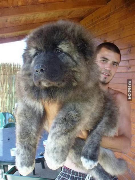 Caucasian shepherd puppy - 9GAG