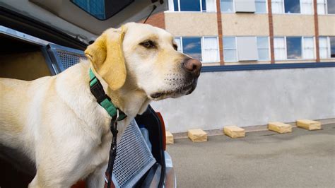 Are Sniffer Dogs at Music Festivals a Massive Waste of Money?