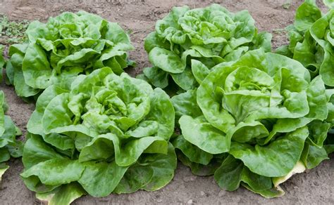 Lactuca sativa (Butterhead, Butterheads, Cos, Head Lettuce, Lactuca ...