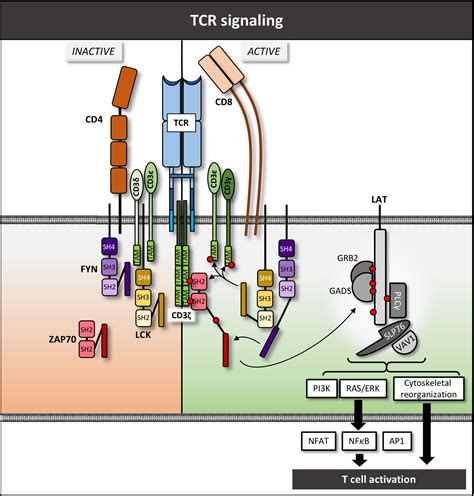 Frontiers | Naturally Occurring Genetic Alterations in Proximal TCR Signaling and Implications ...