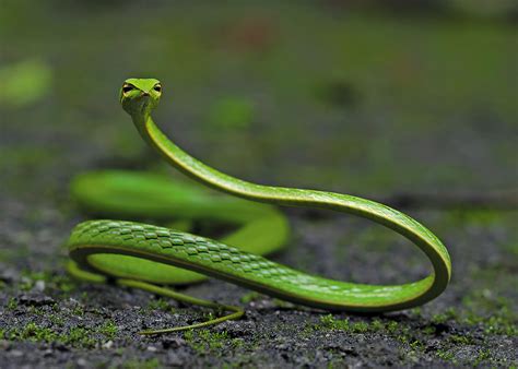 Photos: Green vine snake - REPTILES AND AMPHIBIANS - #amphibians #Green #Photos #reptiles #snake ...