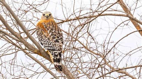 FAQ: Do Hawks Have Predators? - Birds Tracker