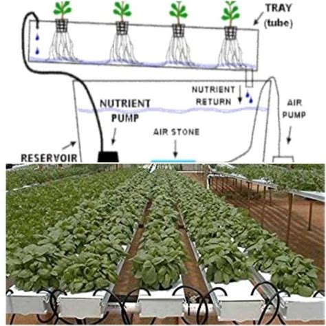 Hydroponics Nft System Plans - NFT Baseball Cards