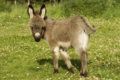 Donkey Foal Photograph by Jean-Michel Labat | Fine Art America