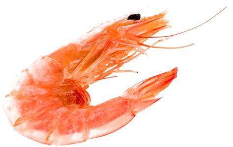 Shrimp PNG Images Transparent Background | PNG Play