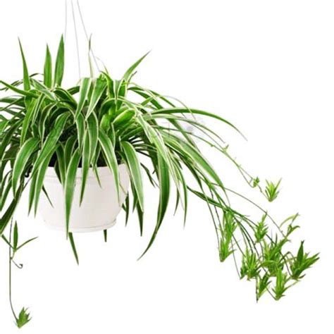 Spider Plant/ Chlorophytum comosum (pot) | Elysian Flora