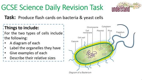 Bacteria Cell Diagram Labelled Gcse