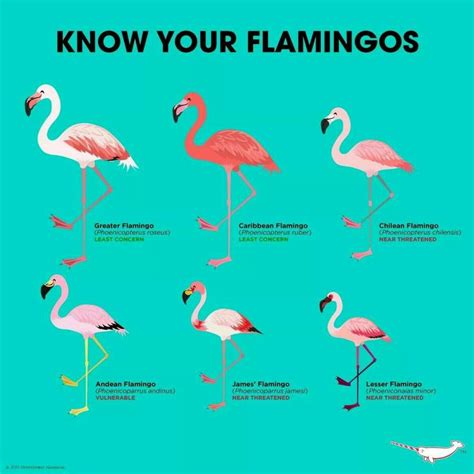 Pin by Rita on FLASHY FLAMINGO | Flamingo, Fancy flamingo, Flamingo art