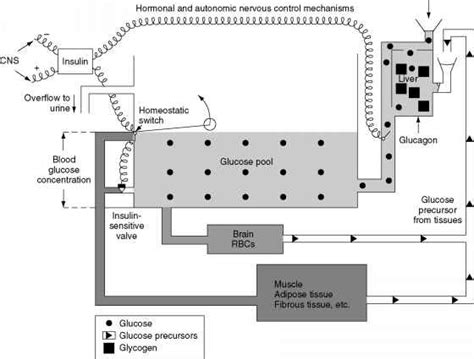 The Role of the Liver in Glucose Homeostasis - Human Nutrition