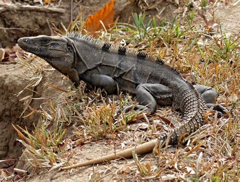 Spiny Tail Iguana – Branson's Wild World