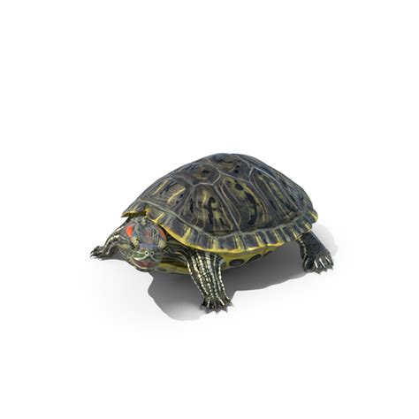 Pond Slider Turtle PNG Images & PSDs for Download | PixelSquid - S106027341