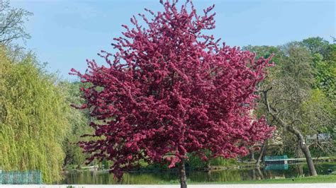 What You Need To Know To Grow And Care For Crabapple Tree | Planet Natural