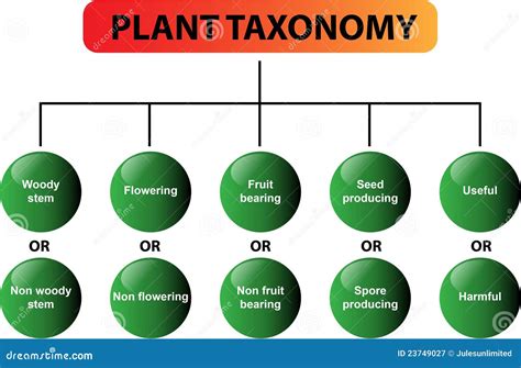 Plant Taxonomy Diagram - Vector Stock Vector - Illustration of family ...