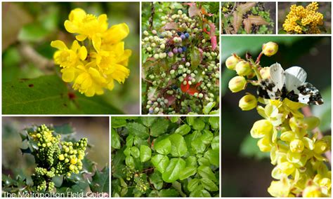 Wildlife Plants:: Oregon-grape – Kelly Brenner