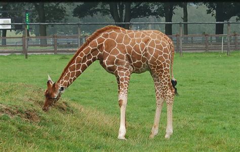 Giraffe Names: 100 Best Names for Baby Giraffes | PetPress