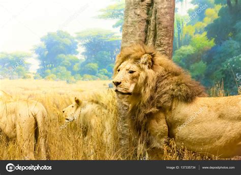 Family of lions in savanna Stock Photo by ©Nomadsoul1 137335734