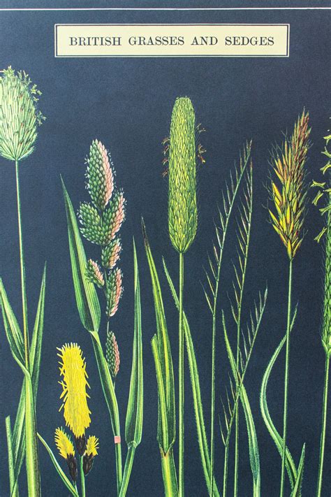 British Grass and Sedges Scientific Chart | Etsy