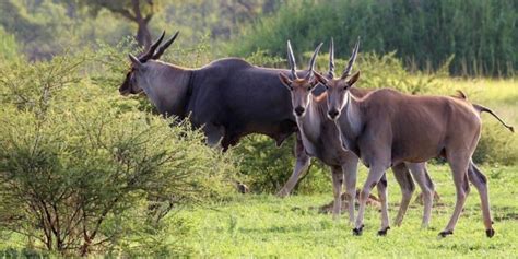 Eland: A Complete Wildlife Guide To The African Eland