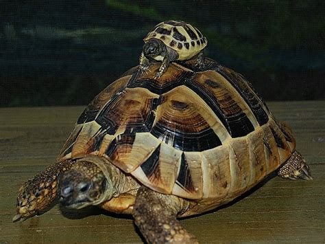 Hermann's Tortoises for sale | The Turtle Source