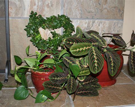 Flowering Indoor House Plants - Viewing Gallery