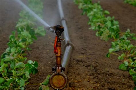 Types of Sprinkler Irrigation in Kenya