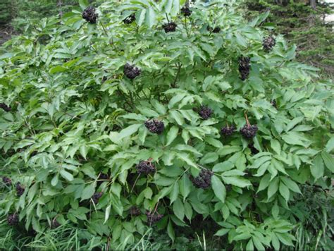 Blue Elderberry, Sambucus nigra ssp. cerulea | Native Plants PNW