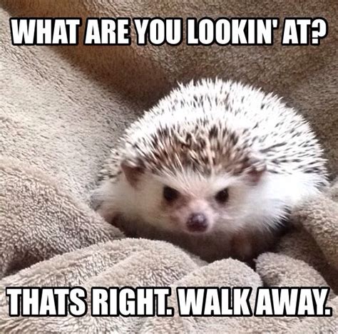 Mr. Grumpy Quills, the Grumpy Hedgehog | Cute funny animals, Funny animal memes, Cute animals