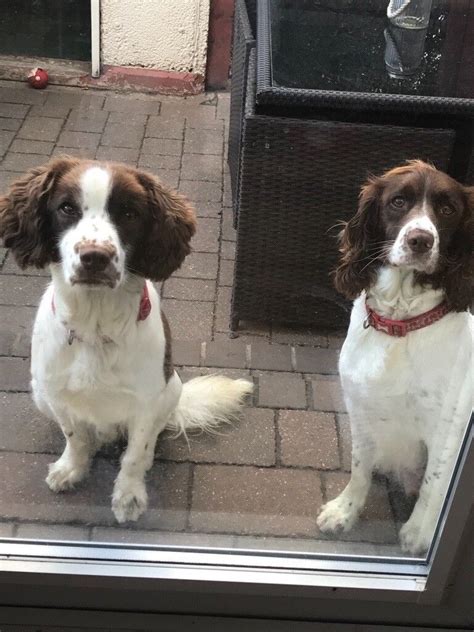 Liver and White Springer Spaniel Puppies | in Grimsby, Lincolnshire ...