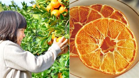 Fruit Picking in Jeju: Best Orange Farms to Visit