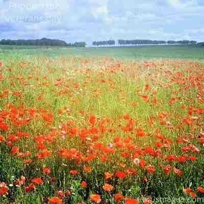 Poppies for Veterans Day (History, When And How to Celebrate)