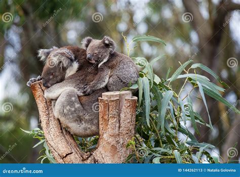 Cute Embracing Couple of Australian Koala Bears Mother and Its Baby ...