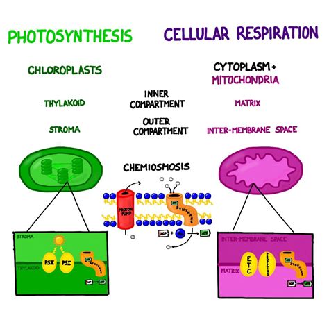 Heartwarming Photosynthesis And Cellular Respiration Chemical Reaction ...