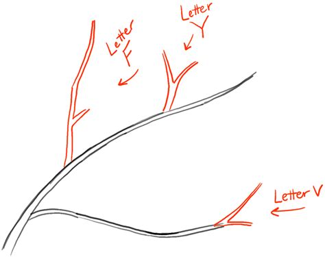 How to Draw Tree Branches Full of Leaves Drawing Tutorial – How to Draw ...