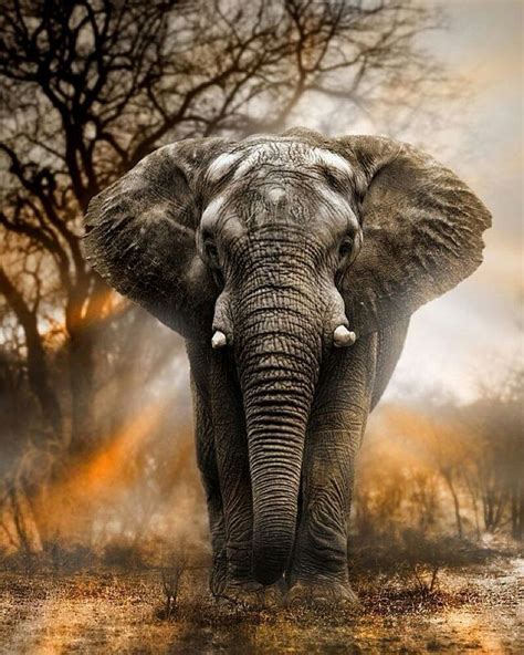 #Repost @natureofexistence Majestic Elephant Photography By George ...