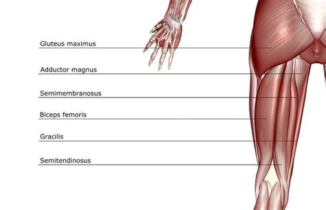 Human Leg: An Introduction To The Gracilis Muscle!