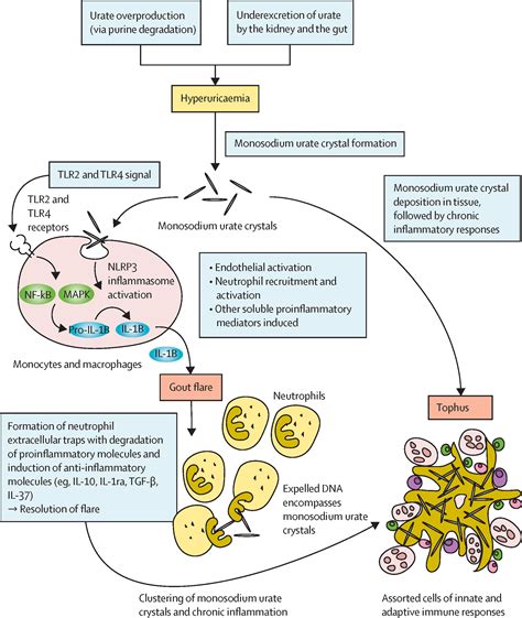 Gout Vs Pseudogout Crystals