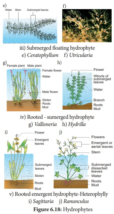 Types Of Hydrophytes Plants