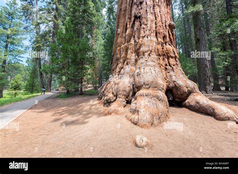 Giant Sequoia Trees Stock Photo - Alamy